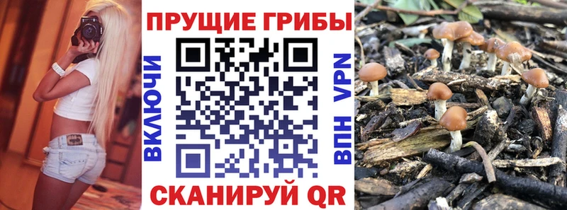 как найти закладки  Тбилисская  Псилоцибиновые грибы мицелий 